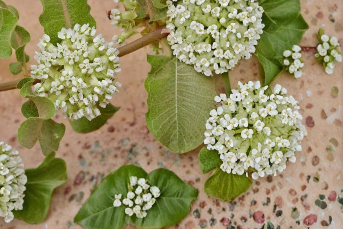Western Sand Milkweed Seeds – Asclepias arenaria – Native Perennial for Dry Gardens & Prairies