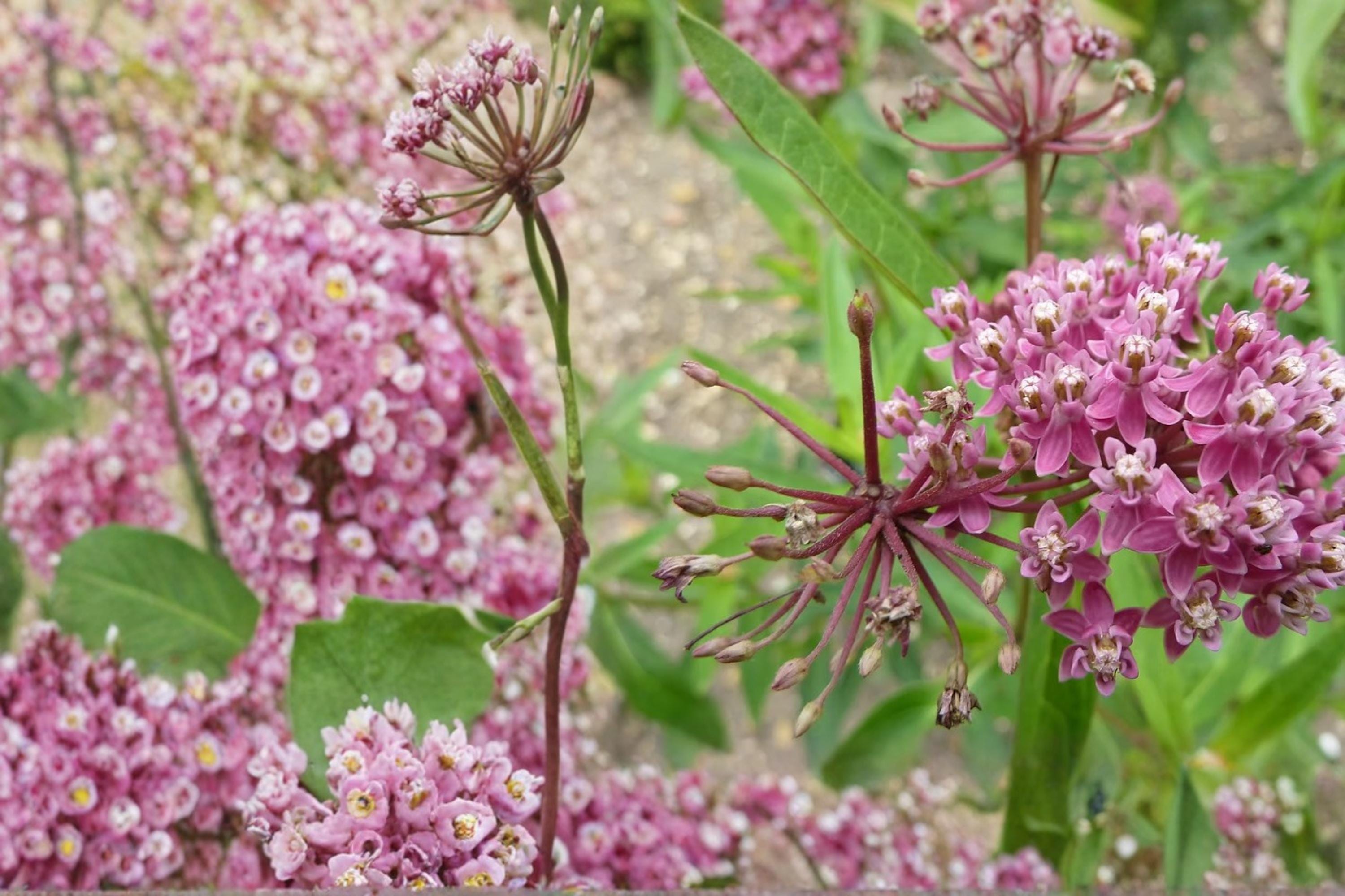 Rose Milkweed Seeds – Asclepias incarnata – Pink Flowering Perennial for Wetlands, Borders, Pollinator & Butterfly Gardens