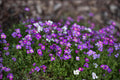 Pickerelweed Seeds, Native Aquatic Plant, Vibrant Purple-Blue Flowers, Pontederia cordata, Wetlands & Pond Plant Seeds
