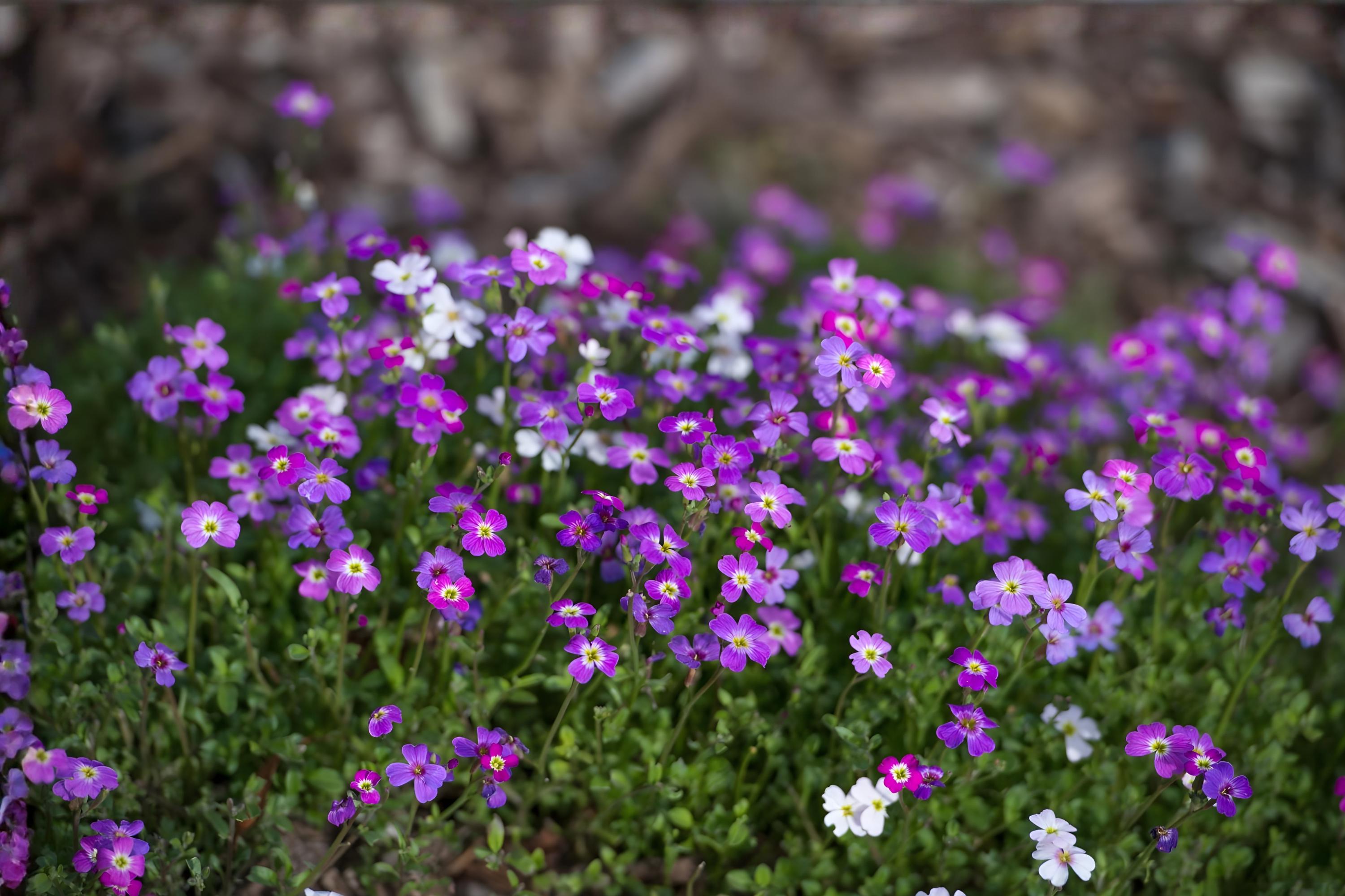 Pickerelweed Seeds, Native Aquatic Plant, Vibrant Purple-Blue Flowers, Pontederia cordata, Wetlands & Pond Plant Seeds