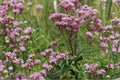 Joe Pye Weed Seeds – Eutrochium maculatum, Perennial Pink Mauve Flower Clusters, Native Meadow Border Plant, Pollinator Friendly