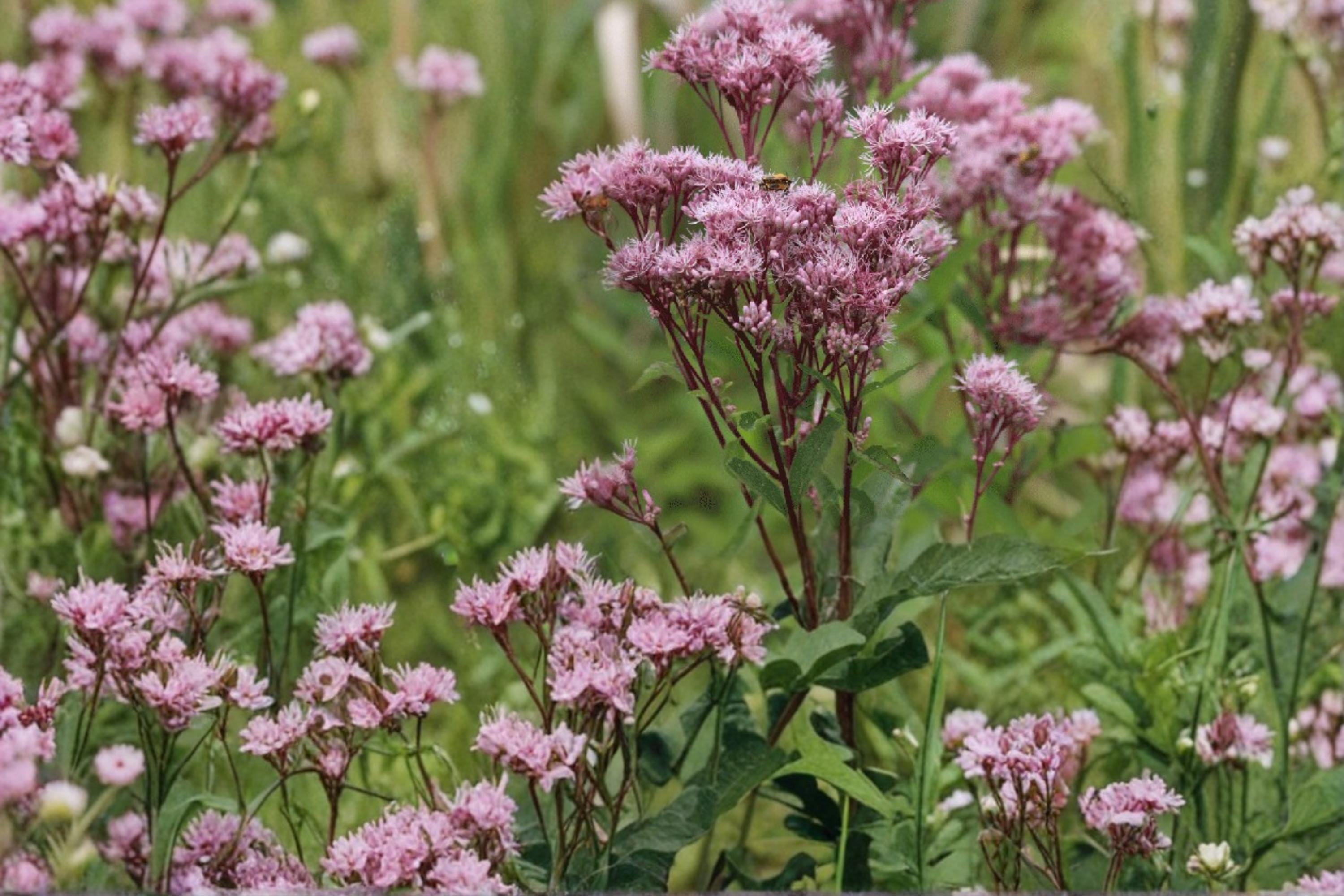 Joe Pye Weed Seeds – Eutrochium maculatum, Perennial Pink Mauve Flower Clusters, Native Meadow Border Plant, Pollinator Friendly