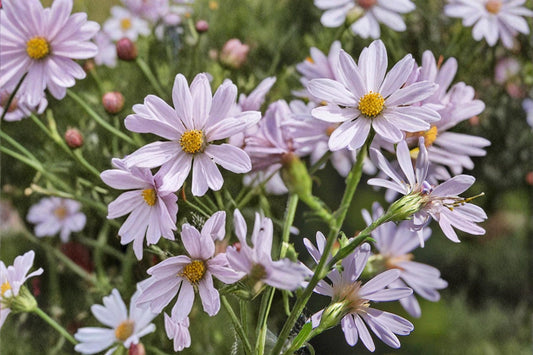 Drummond Aster Seeds 100 Pack – Symphyotrichum drummondii Native Perennial with Lavender Flowers for Prairie & Border Gardens