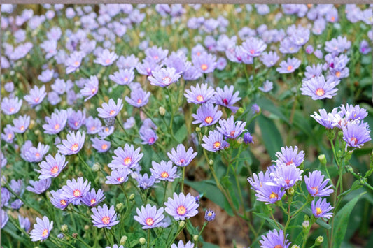 Smooth Blue Aster Seeds – Symphyotrichum laeve Herbaceous Perennial for Gardens & Prairies, 100 Seeds