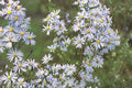 Sky Blue Aster Seeds 100 Symphyotrichum oolentangiense Native Perennial Wildflower Plant