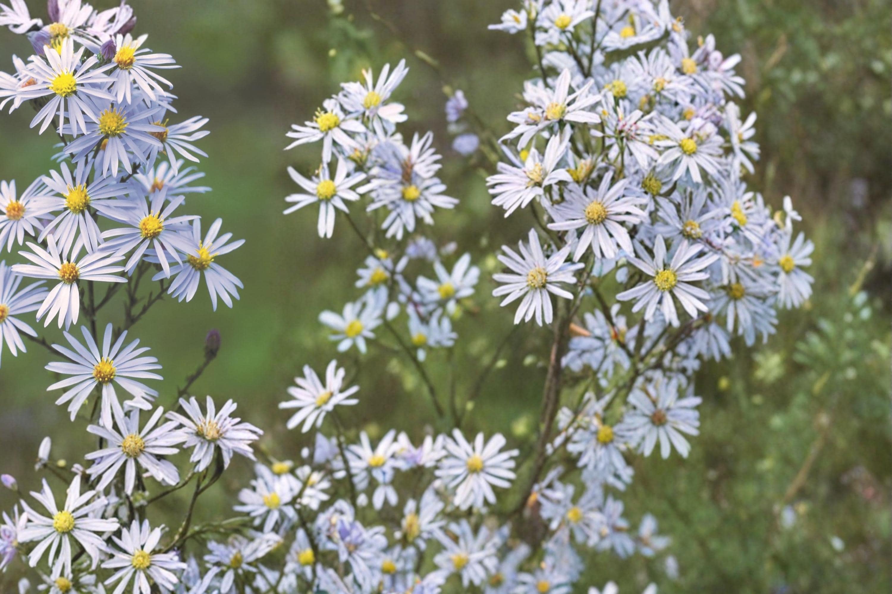 Sky Blue Aster Seeds 100 Symphyotrichum oolentangiense Native Perennial Wildflower Plant