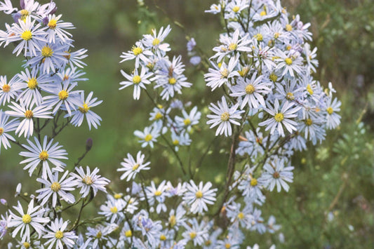 Sky Blue Aster Seeds 100 Symphyotrichum oolentangiense Native Perennial Wildflower Plant
