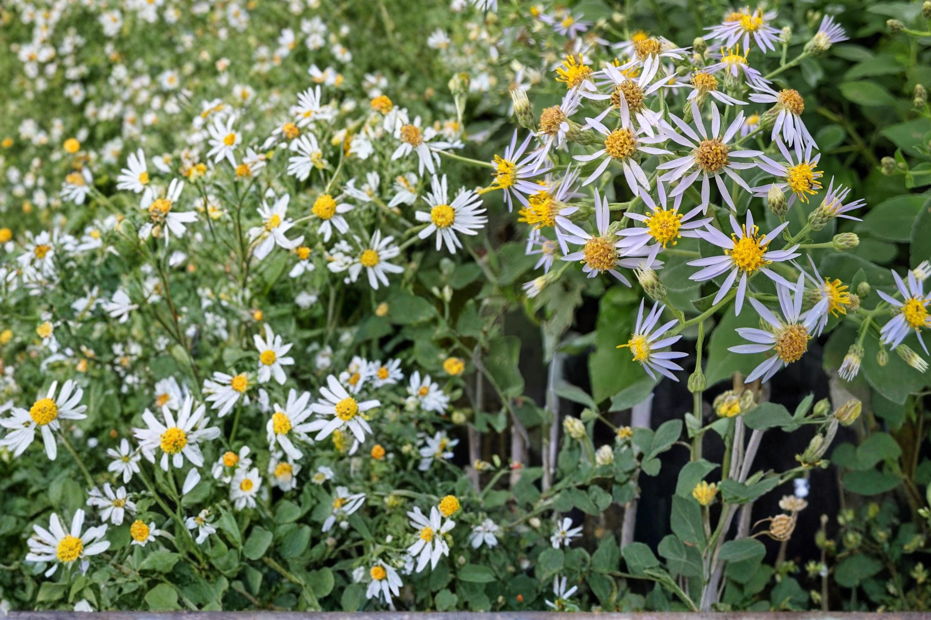 Crooked-Stemmed Aster Seeds 100 Symphyotrichum prenanthoides Native Perennial Lavender Blue Wildflower