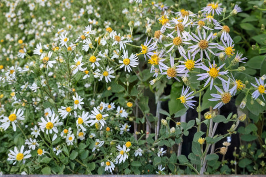 Crooked-Stemmed Aster Seeds 100 Symphyotrichum prenanthoides Native Perennial Lavender Blue Wildflower