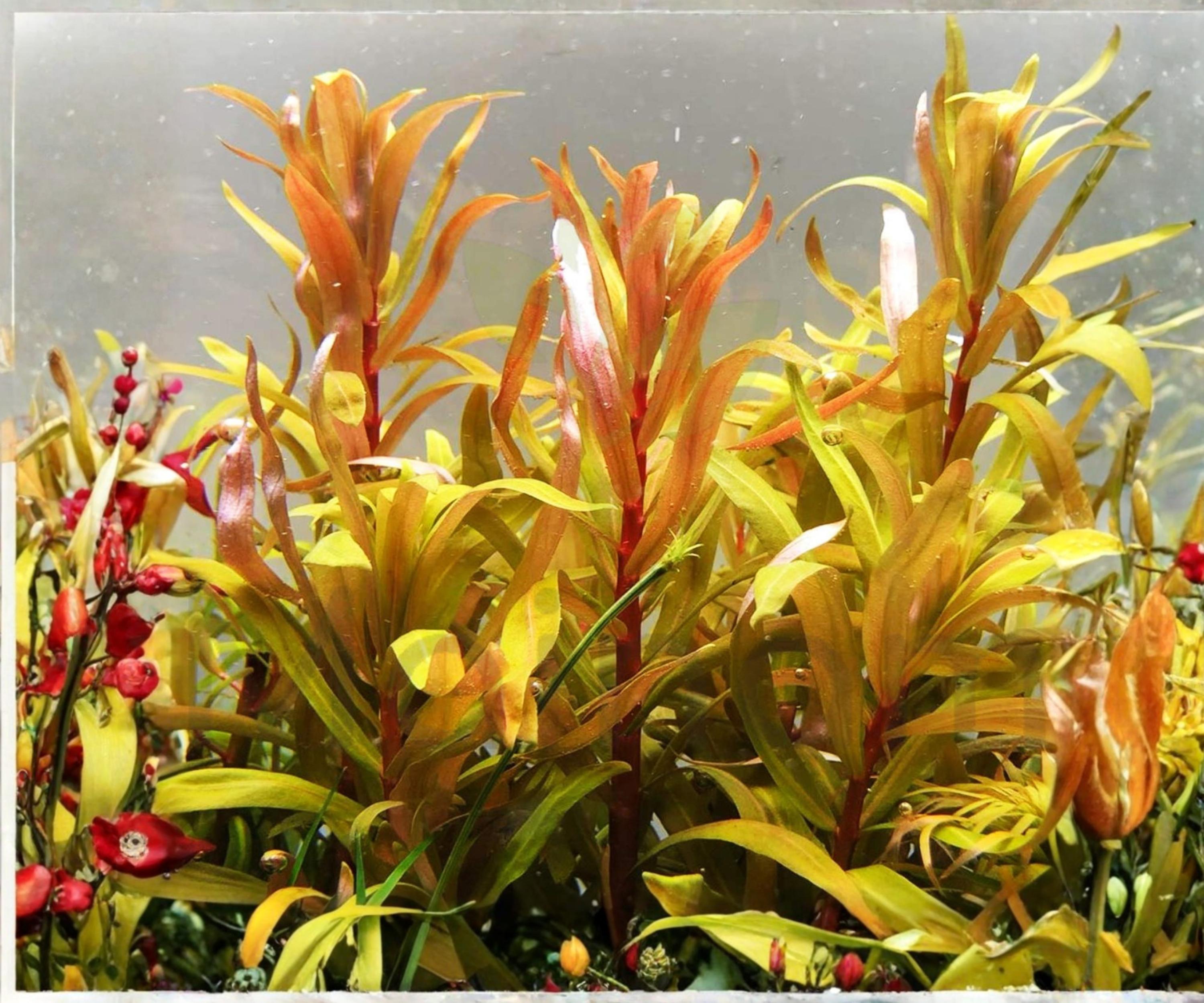 Nesaea Pedicellata Golden Live Aquarium Plant Stem, Freshwater, Red and Gold Colors, High-Light Aquascape, 4–8 Inches