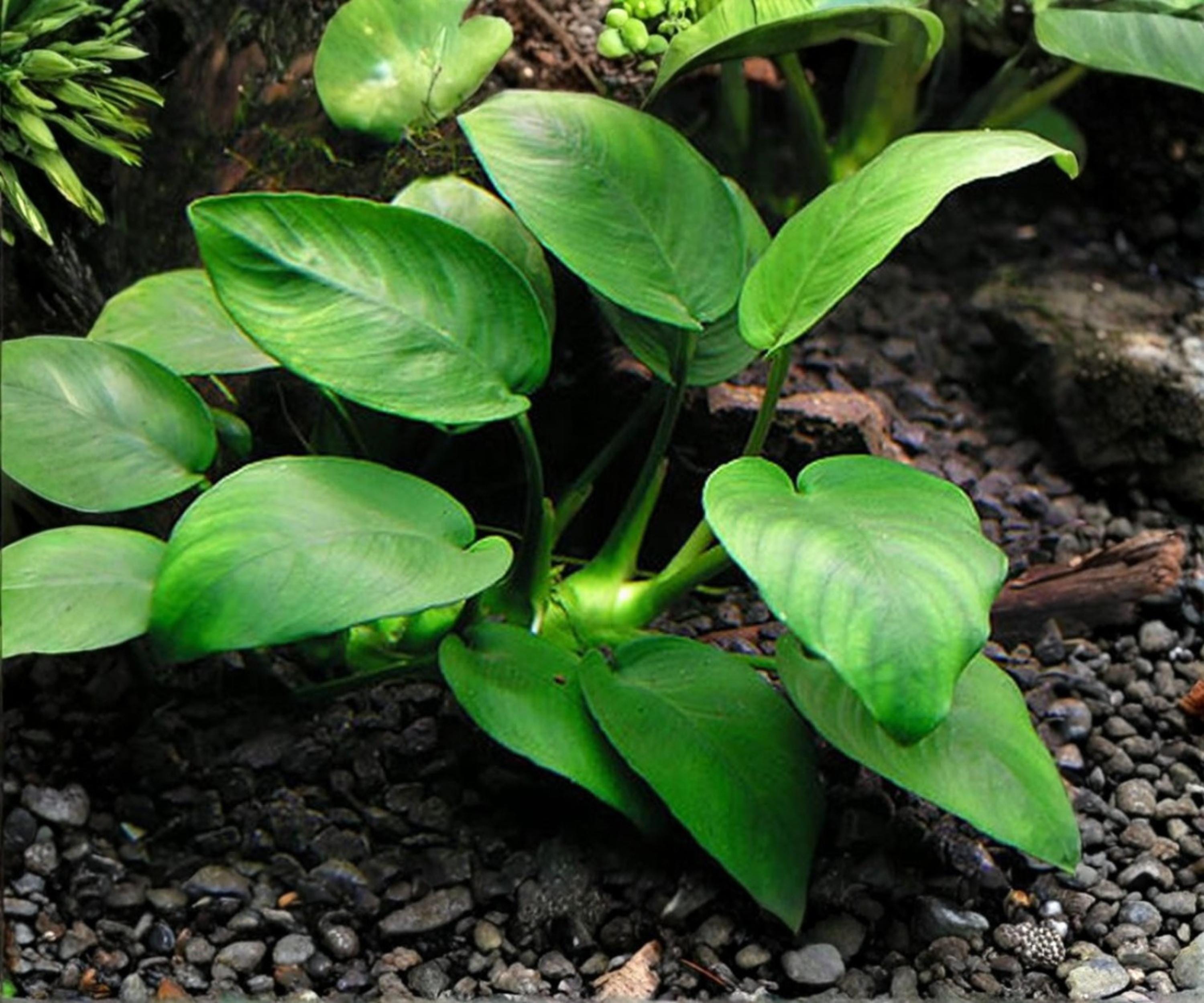 Anubias Barteri Live Aquarium Plant | Low Light Freshwater Rhizome for Aquascape & Shrimp Tanks
