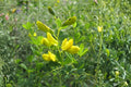 Sainfoin Shoshone Seeds (100) | Forage Legume, Pink Flowers, Nitrogen Fixer, Drought Tolerant, Livestock & Soil Improvement