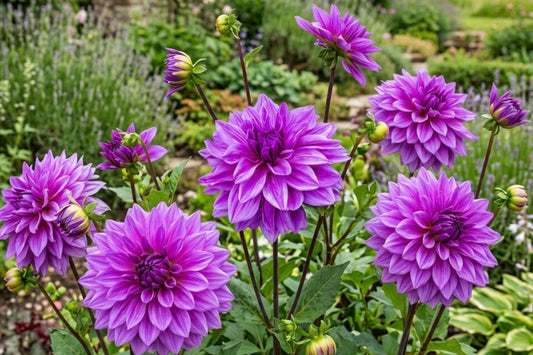 Giant Dinner Plate Dahlia Bulbs – Lilac Time Tuber Clumps, Dahlia pinnata, Large Lilac Flowers for Garden & Cut Flowers
