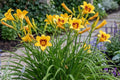 Bonanza Day Lily Bulb Bare Root Plant Perennial Flower Hemerocallis 'Bonanza' for Garden Borders and Landscaping