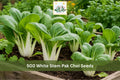 500 White Stem Pak Choi Seeds | Vegetable Seeds for Garden Bed & Container Planting | Brassica rapa subsp. chinensis