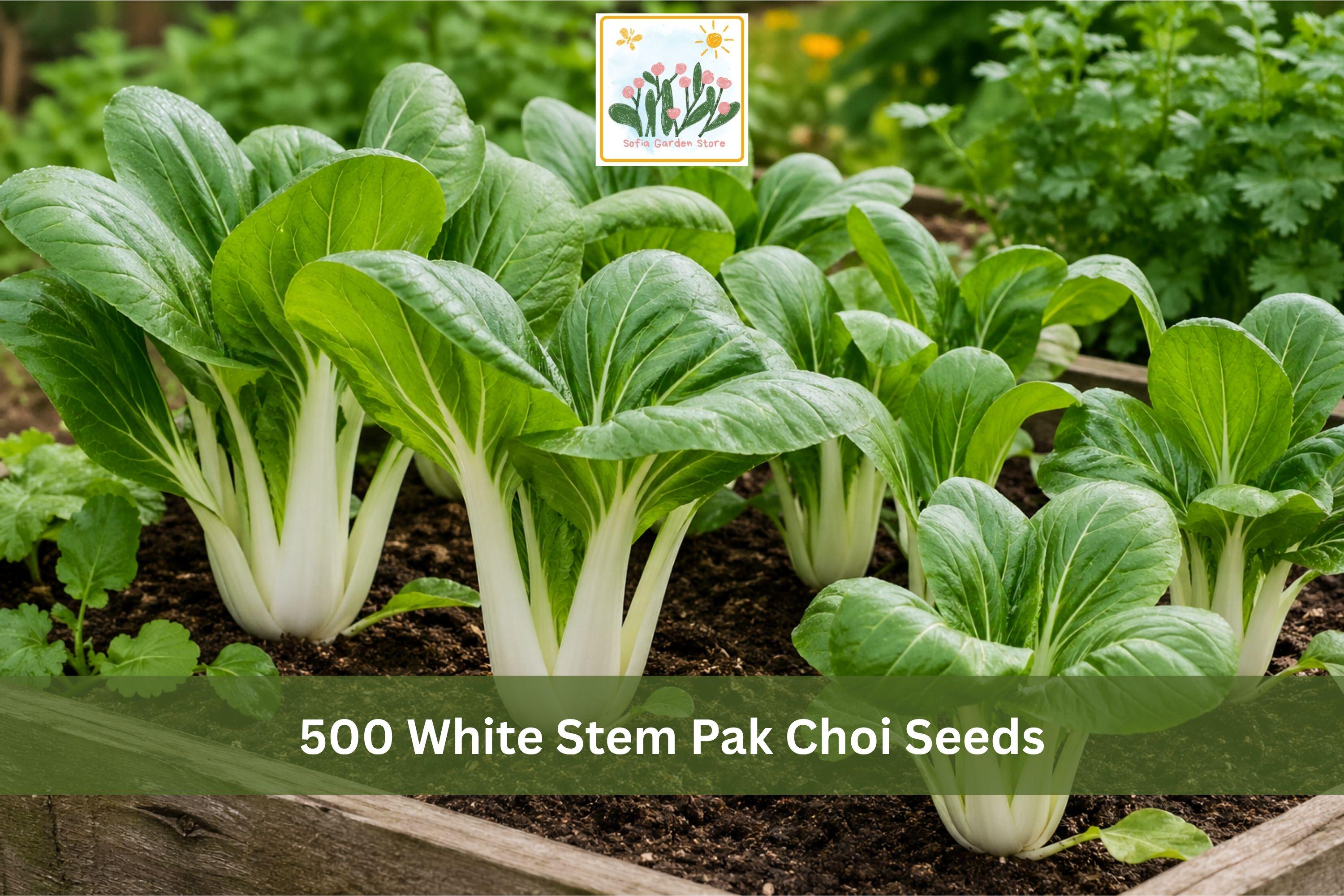 500 White Stem Pak Choi Seeds | Vegetable Seeds for Garden Bed & Container Planting | Brassica rapa subsp. chinensis