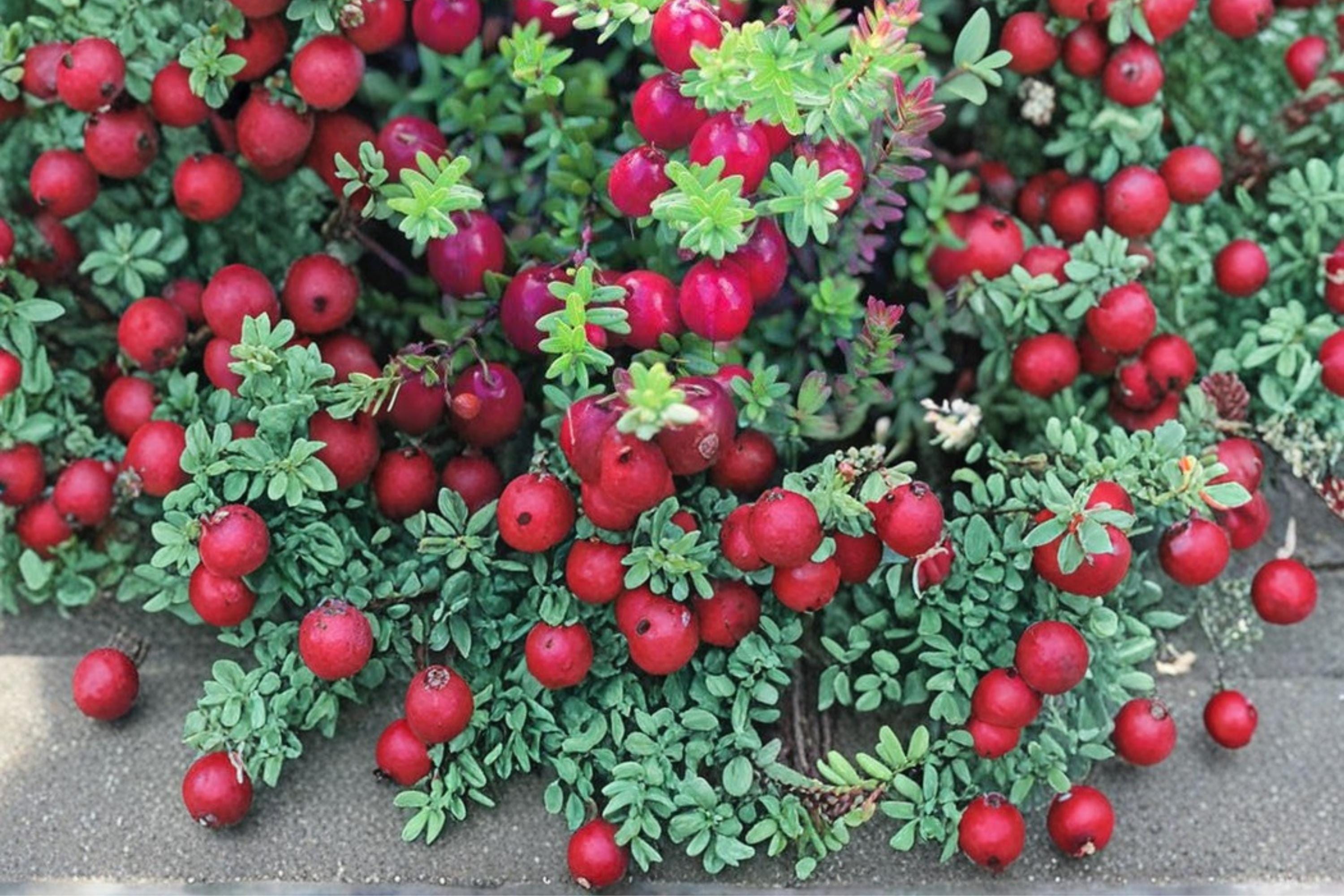 American Cranberry Seeds – Vaccinium macrocarpon – Edible Red Berries, Low-Growing Perennial Fruit Plant