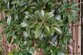 Japanese Stone Oak Seeds – Lithocarpus edulis – Evergreen Ornamental Tree with Nut-like Fruits for Landscaping