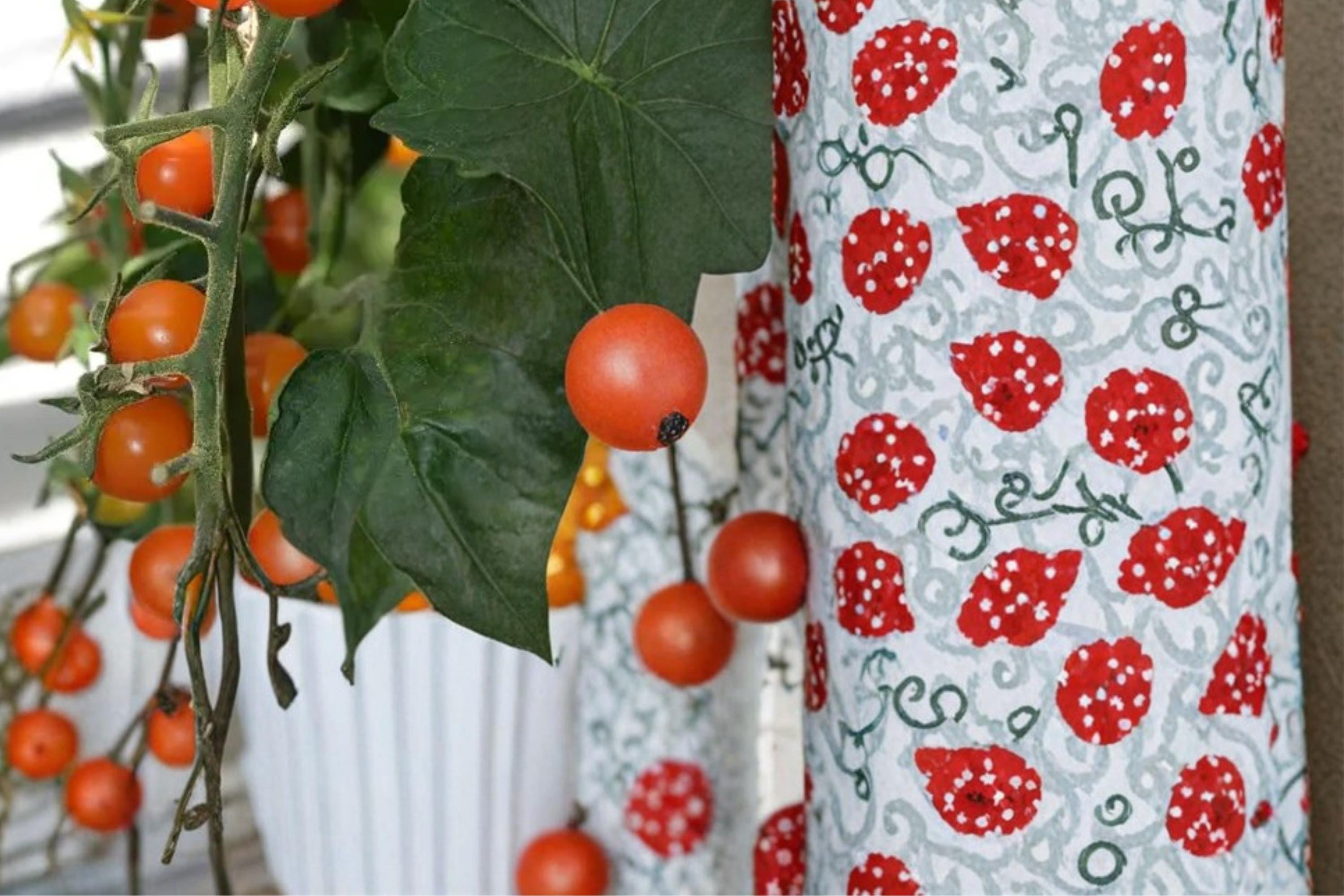Sun Sugar Cherry Tomato Seeds – Solanum lycopersicum, Orange, Sweet, Early Fruiting, Container & Garden Plant