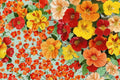 Trailing Nasturtium Seeds – Tropaeolum majus Mix for Vibrant Cascading Flowers in Containers & Gardens