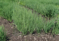 250+ Ishikura Winter Long Onion Seeds – Heirloom Bunching Scallion Seeds for Cold Hardy Garden Planting, White Stalks, Vegetable Seeds