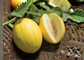 Canary Yellow Melon Seeds – Juan Canary Heirloom Fruit Seeds for Garden Planting, Bright Yellow Honeydew Type, Juicy Summer Melons