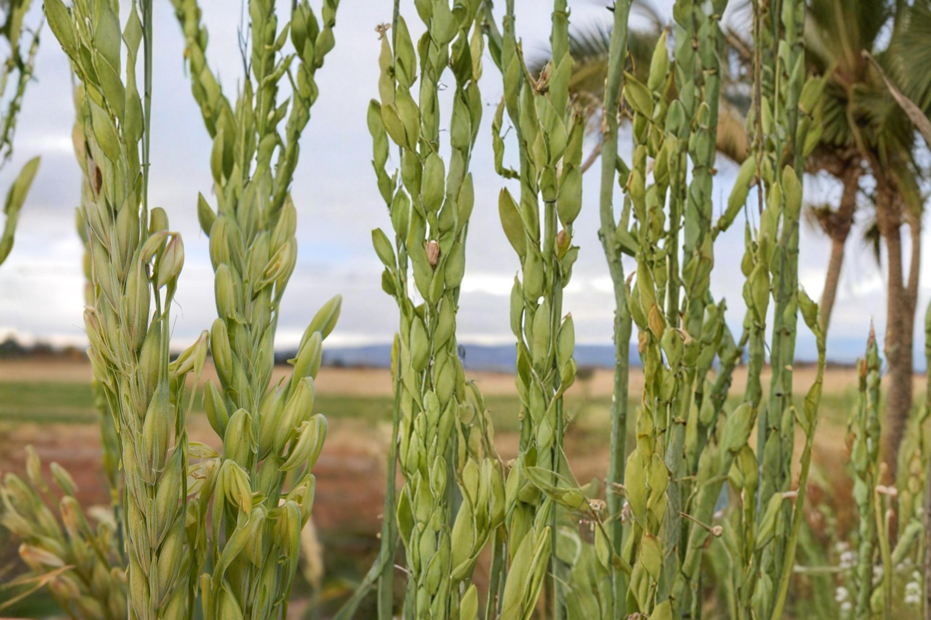 Barley Seeds 1/2 Pound – Hordeum vulgare Grass Crop for Cover, Forage, Garden Bed