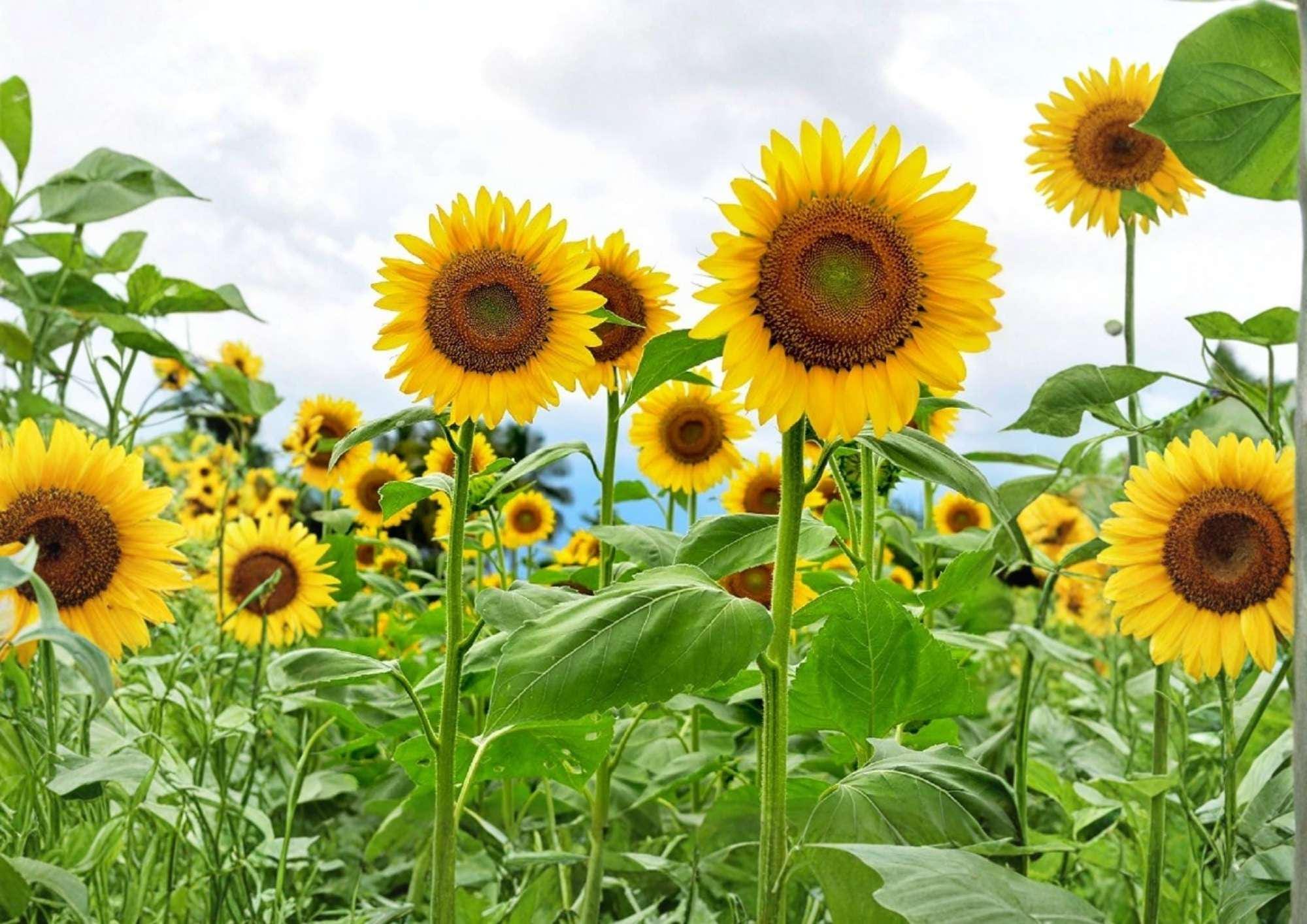 50+ Double Sun Sunflower Seeds, Large Double Bloom, Pollinator, Garden Planting, Helianthus annuus