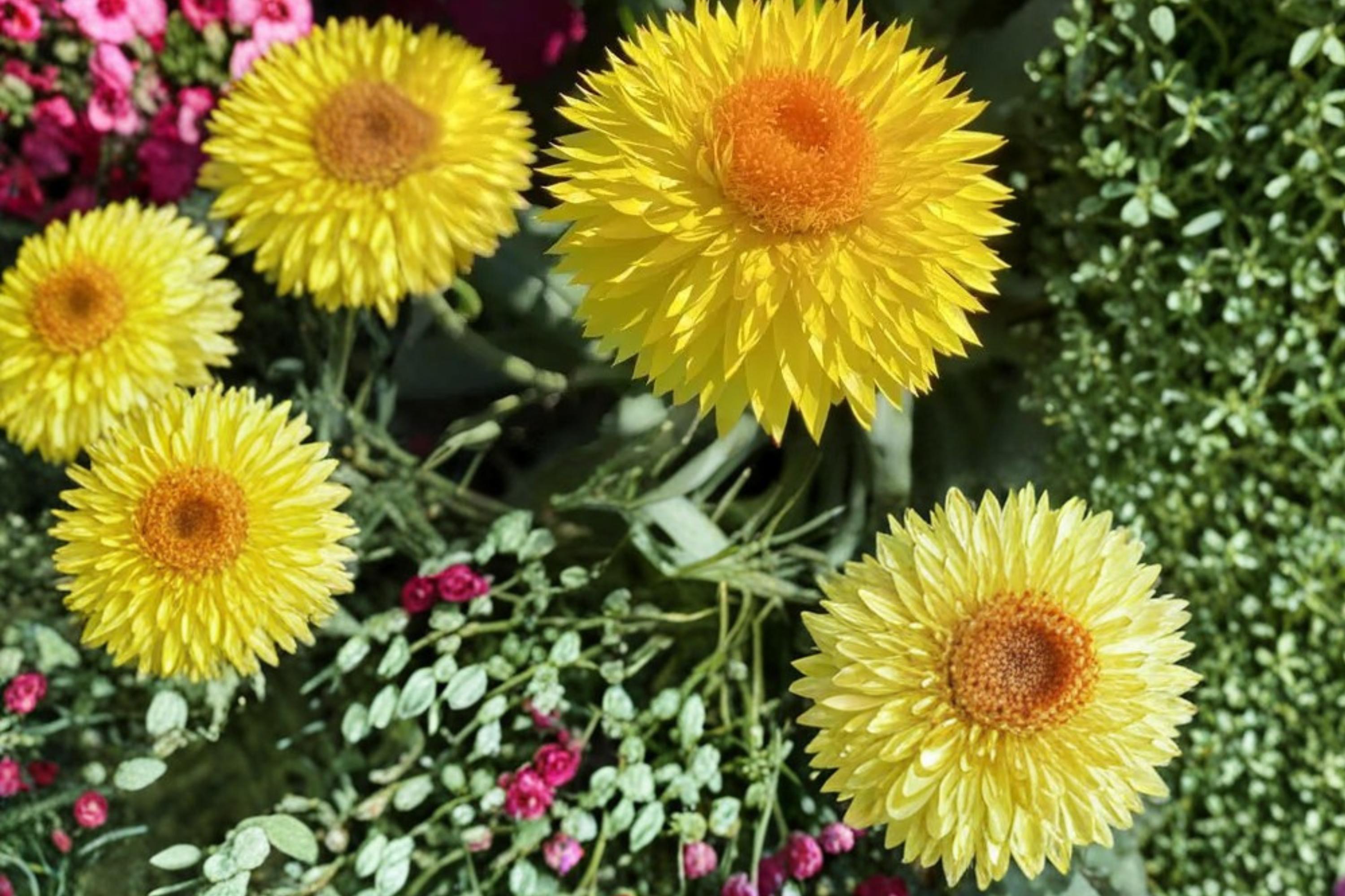 Golden Yellow Strawflower Seeds – Xerochrysum bracteatum, Bright Yellow Papery Blooms, Annual Garden Flower for Beds & Containers