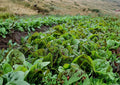 Freckles Romaine Lettuce Seeds – Heirloom Non-GMO Vegetable Seeds for Garden, Speckled Leaf Cos Lettuce for Salad Greens