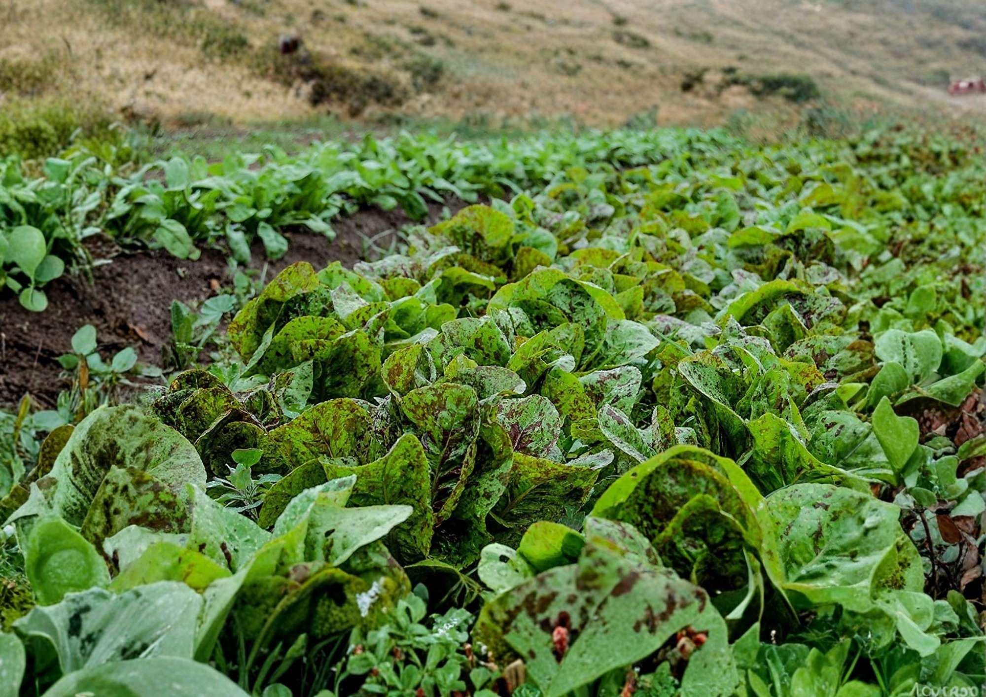 Freckles Romaine Lettuce Seeds – Heirloom Non-GMO Vegetable Seeds for Garden, Speckled Leaf Cos Lettuce for Salad Greens