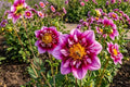 Liquid Desire Collarette Dahlia Flower Bulb Tuber Cluster - Vibrant Blooms, Dahlia pinnata, Garden Flower, Full Sun, Easy to Grow