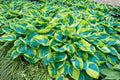 Hosta Bare Root Plant - Tokudama Flavocircinalis - Shade Perennial with Blue-Green Foliage and Golden Edges