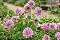 Dahlia Bulb Clump - Smokey Decorative Dinnerplate - Dahlia pinnata - Large Breathtaking Blooms for Garden, Cut Flowers & Containers