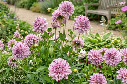 Dahlia Bulb Clump - Smokey Decorative Dinnerplate - Dahlia pinnata - Large Breathtaking Blooms for Garden, Cut Flowers & Containers