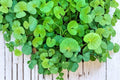 Gotu Kola Seeds – Centella asiatica Ground Cover Herb, Perennial, Tropical Plant for Gardening