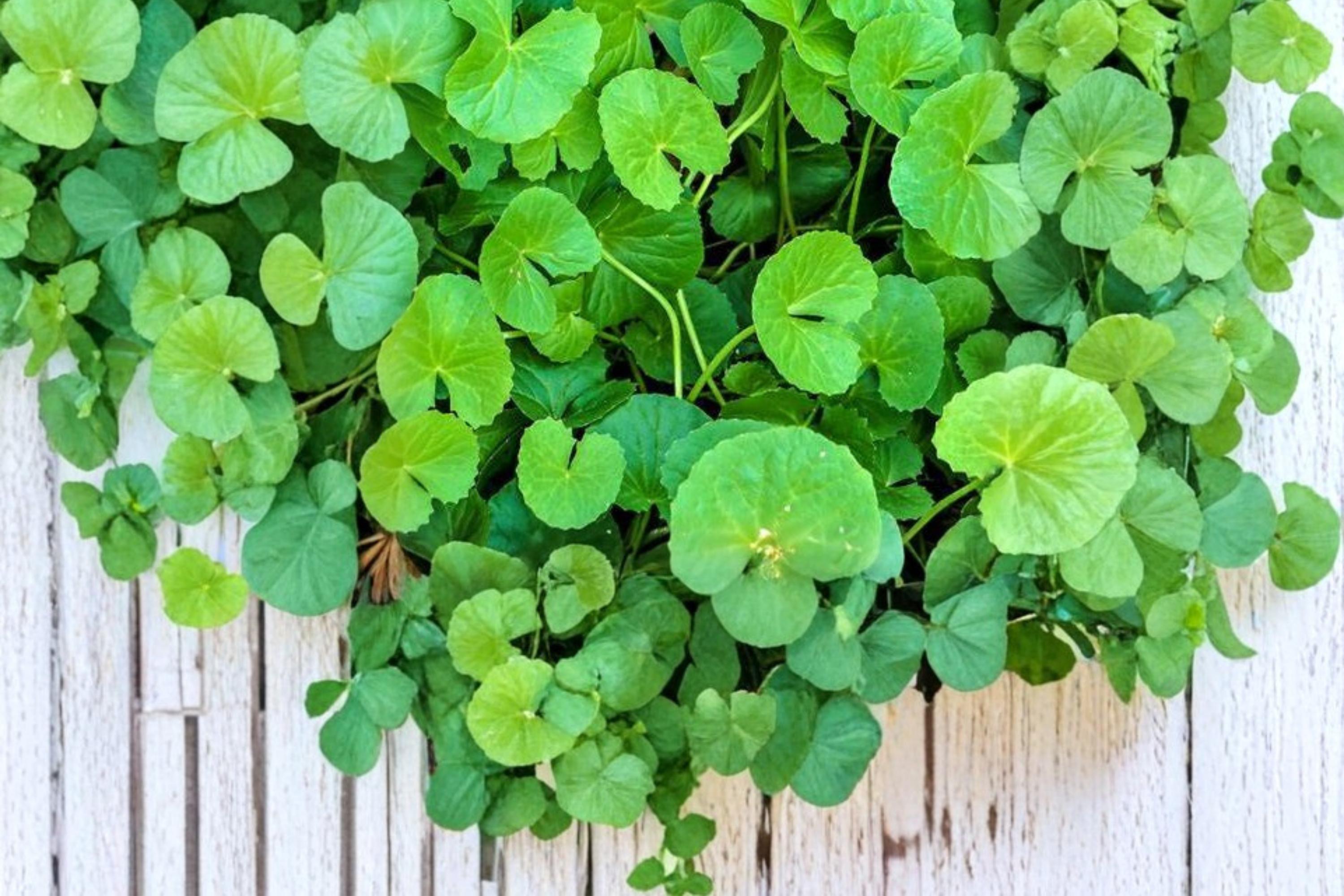 Gotu Kola Seeds – Centella asiatica Ground Cover Herb, Perennial, Tropical Plant for Gardening