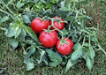 Rio Grande Tomato Seeds – Heirloom Non-GMO, Determinate, Red Roma-Style, High Yield Vegetable Seeds for Garden Planting