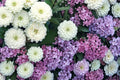 Zinnia Polar Bear Seeds – White Dahlia-Flowered Annual Flower for Garden Beds & Cut Flowers – Zinnia elegans