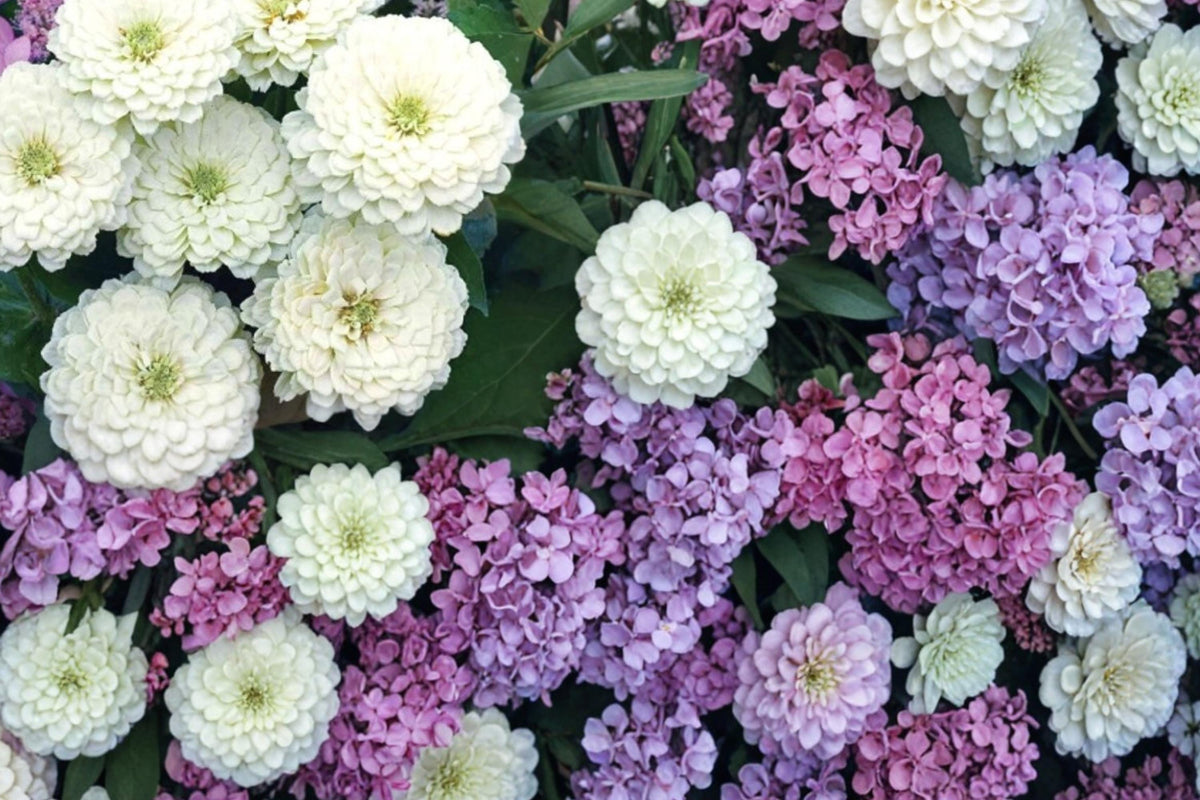 Zinnia Polar Bear Seeds – White Dahlia-Flowered Annual Flower for Garden Beds & Cut Flowers – Zinnia elegans