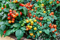 Tiny Tim Tomato Seeds – Dwarf Cherry Tomato, Compact Vegetable Plant, Solanum lycopersicum, Container & Patio Gardening