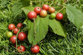 Jamaican Cherry Tree Seeds – Muntingia calabura Tropical Fruit Tree for Planting, Fast-Growing Ornamental Tree