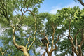 Corkscrew Willow Cuttings – Salix matsudana Curly Branch, Ornamental Tree for Propagation, Fast-Growing Landscape Tree