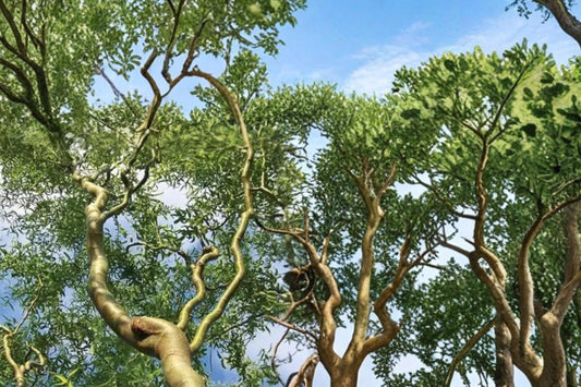 Corkscrew Willow Cuttings – Salix matsudana Curly Branch, Ornamental Tree for Propagation, Fast-Growing Landscape Tree