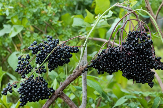 Black Elderberry Cuttings – Sambucus nigra Fruit Shrub for Planting, Berry Plant, Garden Shrub