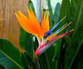 Orange Bird of Paradise Live Plants 4 Pack, 6-10 Inch Tropical Strelitzia reginae, Indoor Outdoor Exotic Foliage