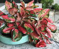Mix Variety Aglaonema Live Plants 4 Pack Indoor Houseplants in 2-Inch Pots, Chinese Evergreen with Colorful Foliage