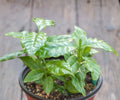Live Arabica Coffee Plant Set of 4 | Indoor & Outdoor Tropical Houseplants | Coffea Arabica