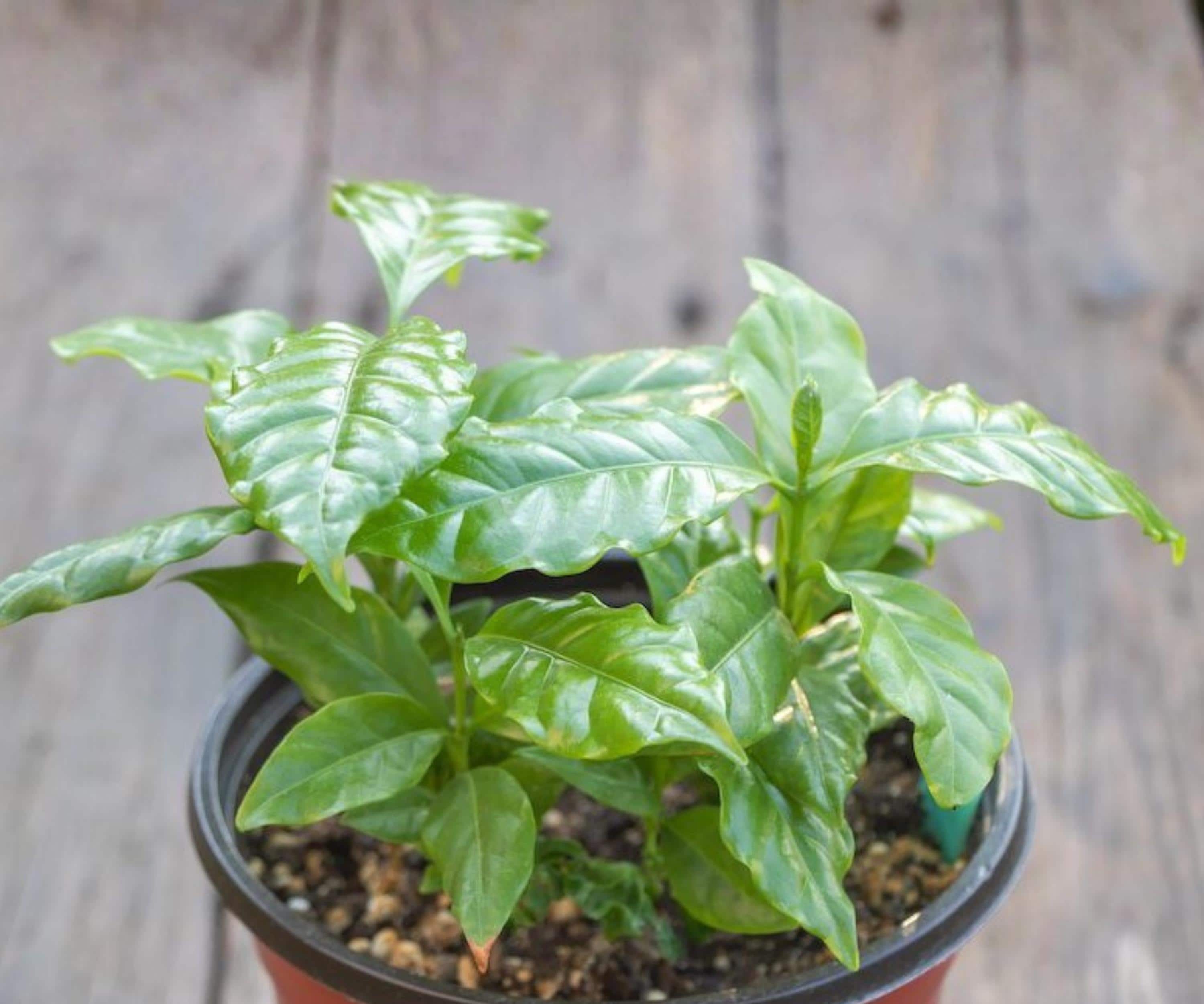 Live Arabica Coffee Plant Set of 4 | Indoor & Outdoor Tropical Houseplants | Coffea Arabica