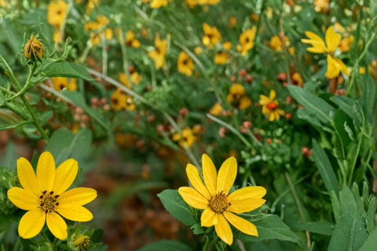 Engelmann Daisy Seeds 50 Pack – Engelmannia peristenia Wildflower, Yellow Daisies, Prairie & Meadow Native Perennial Plant